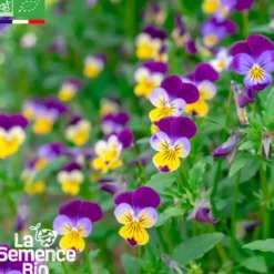 Pensee sauvage bio