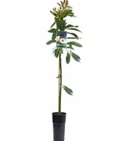 Persea americana duke 7 l 60-80 cm