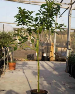 Persea americana var. Bacon 12 l 160-180 cm