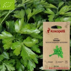 Persil simple- graines bio à semer