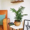 Petit palmier d'intérieur sans cache-pot