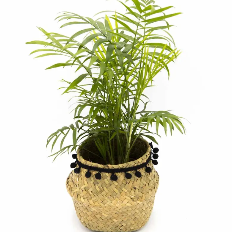 Petit palmier d'intérieur sans cache-pot