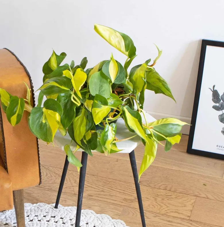 Philodendron scandens sans cache-pot
