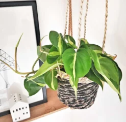 Philodendron scandens sans cache-pot