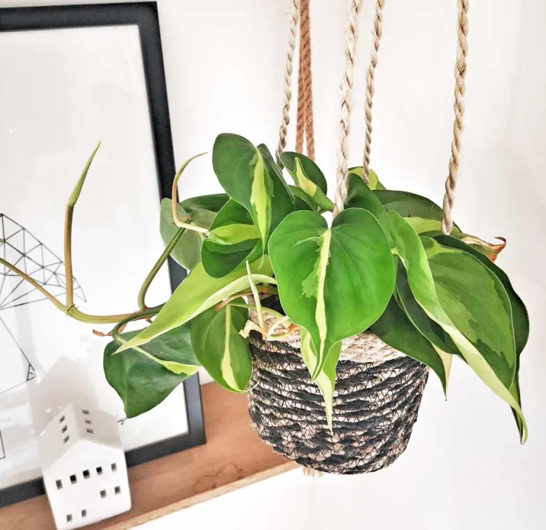 Philodendron scandens sans cache-pot