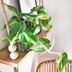 Philodendron scandens sans cache-pot