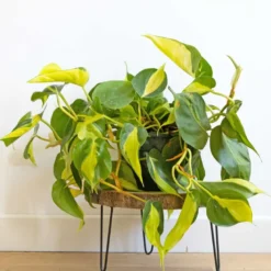 Philodendron scandens sans cache-pot