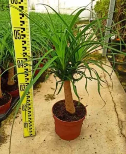 Pied d’éléphant beaucarnea 4 l 50-60 cm