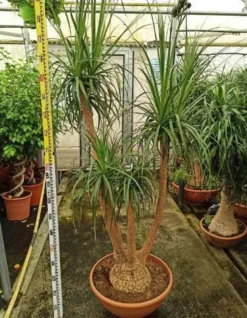 Pied d’éléphant beaucarnea 4 l 50-60 cm