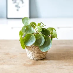 Pilea peperomioides sans cache-pot