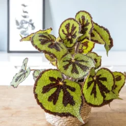 Plante d'intérieur : bégonia + cache-pot