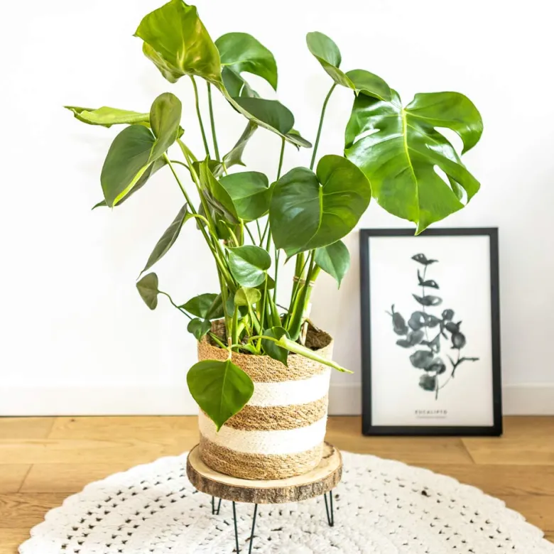 Plante d'intérieur: monstera + cache-pot