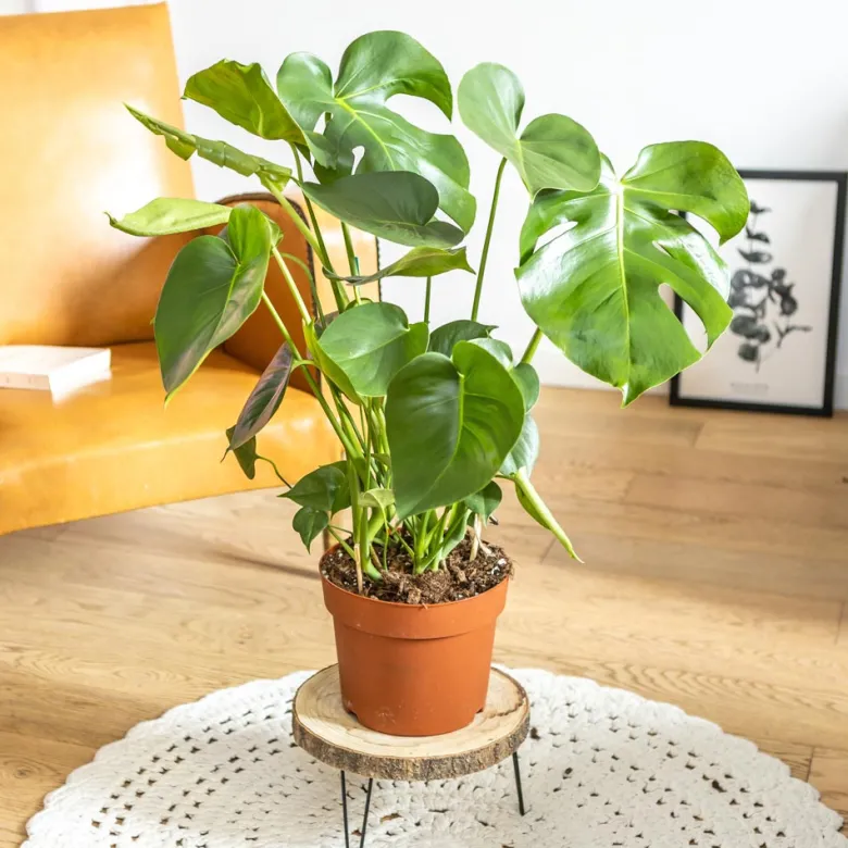 Plante d'intérieur: monstera + cache-pot