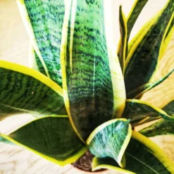 Plante d'intérieur : sansevieria + pot