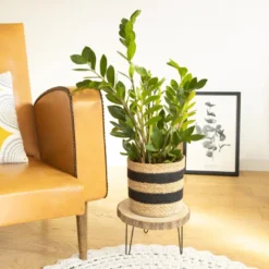Plante d'intérieur zamioculcas