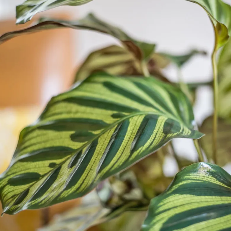 Plante dépolluante : calathéa makoyana