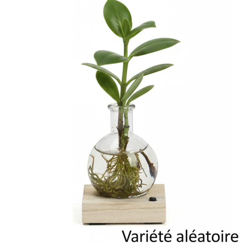 Plante hydroponique décorative sur socle en bois lumineux couleurs changeantes