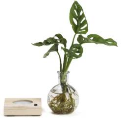 Plante hydroponique décorative sur socle en bois lumineux couleurs changeantes