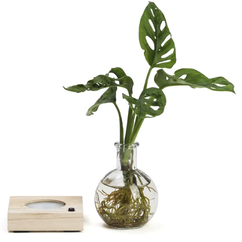 Plante hydroponique décorative sur socle en bois lumineux couleurs changeantes