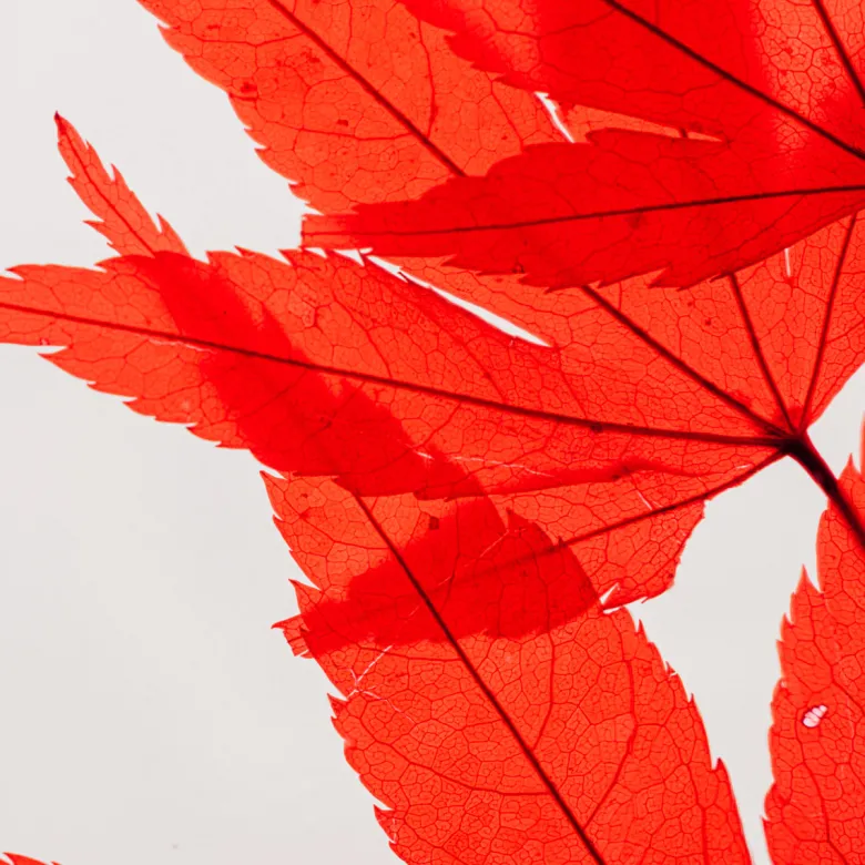 Plante immergée erable rouge h21