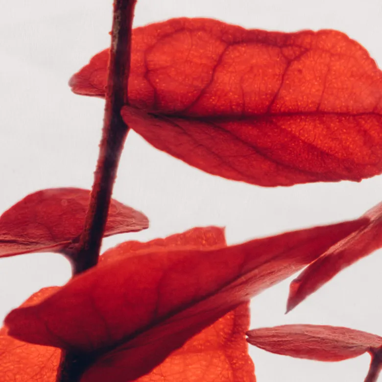 Plante immergée eucalyptus rouge h17