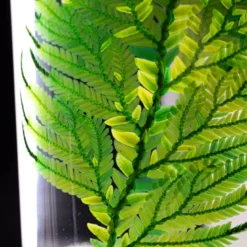 Plante immergée fougère colombienne h12