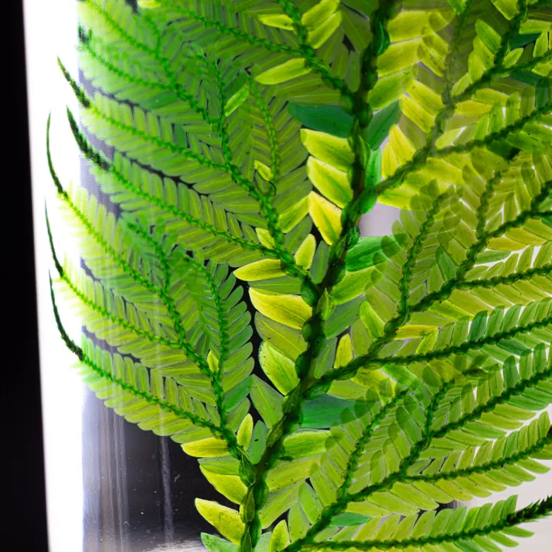 Plante immergée fougère colombienne h12
