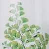 Plante immergée fougère luthi verte h12