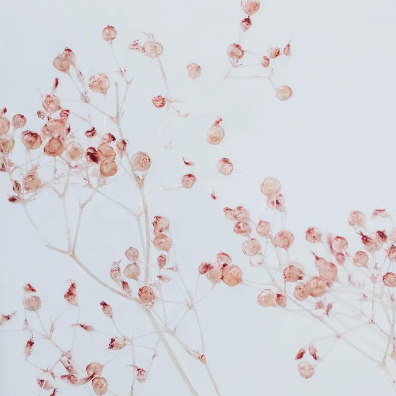 Plante immergée gypsophile poudré h12