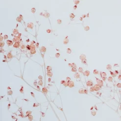 Plante immergée gypsophile poudré h21