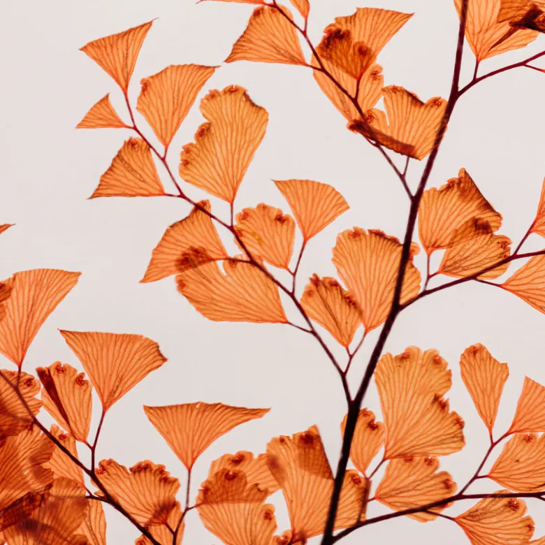 Plante immergée luthi terracotta h21