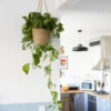Plante liane dépolluante xxl