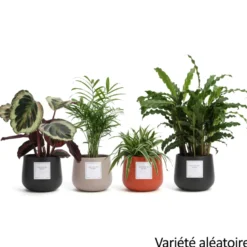 Plante à message "Viens, on se met au vert !" cache-pot céramique