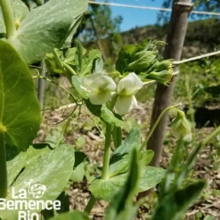 Pois mangetout demi-grimpant ambrosia