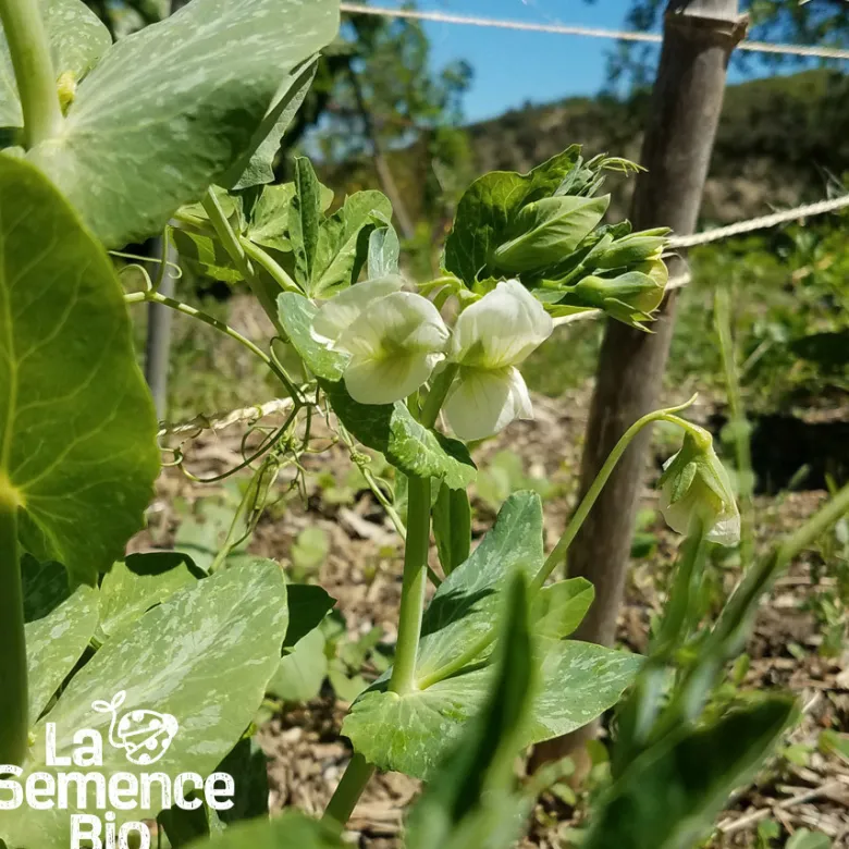 Pois mangetout demi-grimpant ambrosia
