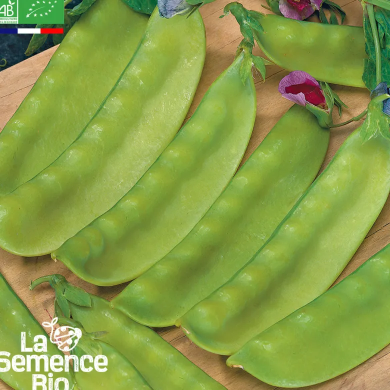 Pois mangetout demi-grimpant ambrosia