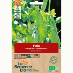 Pois mangetout demi-grimpant ambrosia