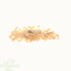 Poivron california wonder orange bio