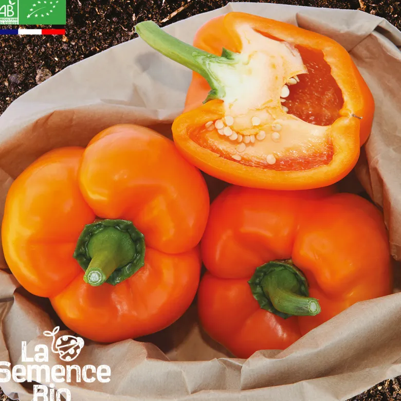 Poivron california wonder orange bio