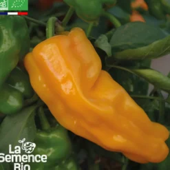 Poivron petit marseillais bio