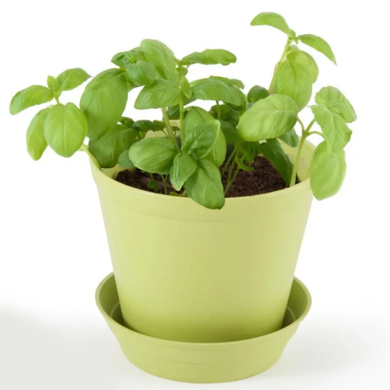 Pot cloche de culture basilic bio