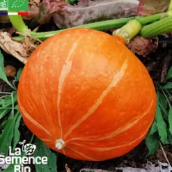Potimarron uchiki kuri bio