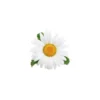 Pâquerette - macérât huileux bio 50ml
