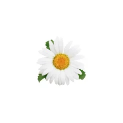 Pâquerette - macérât huileux bio 50ml