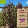 Périlla du japon aka shiso- graines bio à semer