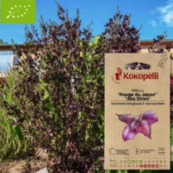 Périlla du japon aka shiso- graines bio à semer