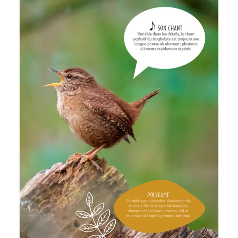 Reconnaître chants des oiseaux du jardin