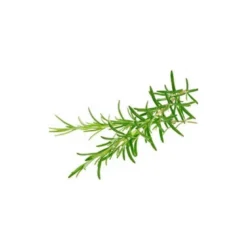 Romarin à camphre - huile essentielle bio - 30ml garantie chromacert® - chémotyp