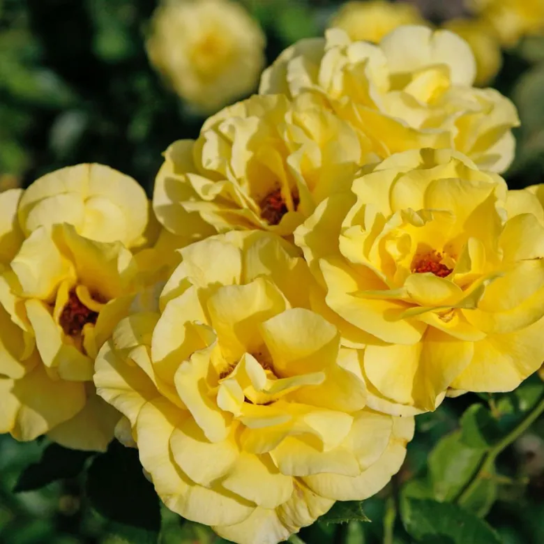 Rosa - rosier grimpante - rosa 'climbing friesia'