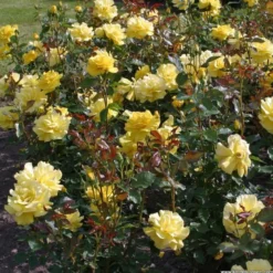 Rosa - rosier grimpante - rosa 'climbing friesia'